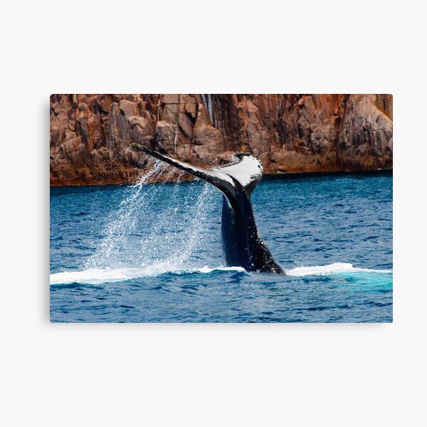 Item preview, Whale Tail Display designed and sold by Chris  Randall.
