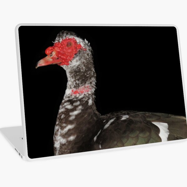 Muscovy duck Laptop Skin