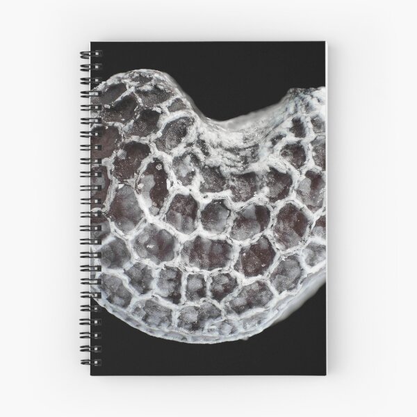 Item preview, Poppy seed under the microscope designed and sold by SDym Photography.