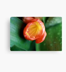Macro Flower Canvas Print
