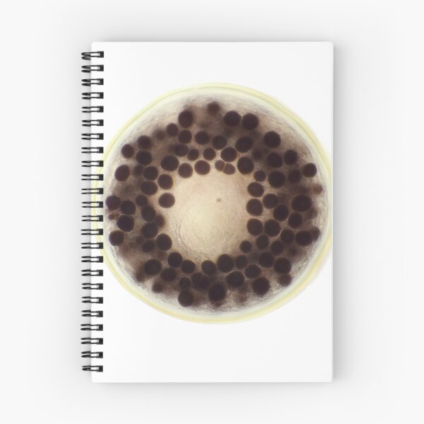 Item preview, Pollen grain (spore) from air sample under the microscope designed and sold by SDym Photography.