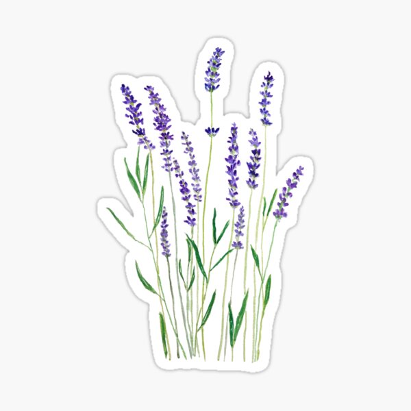 purple lavender sticker for sale by colorandcolor redbubble