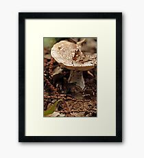 Toadstool Framed Print