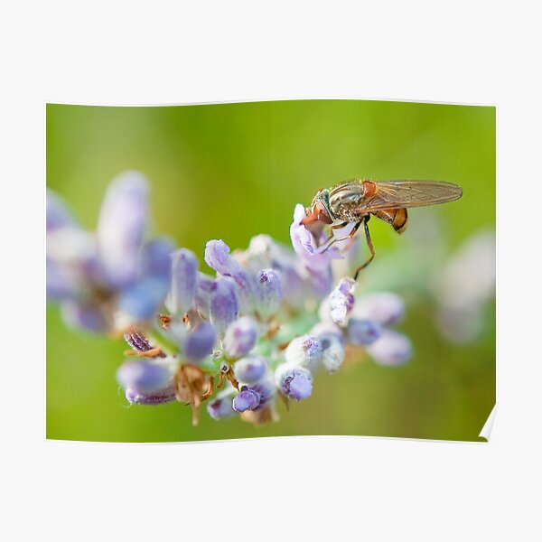 Hover fly on lavender - efef59a38f544cf79445844db6ea90e9 Poster