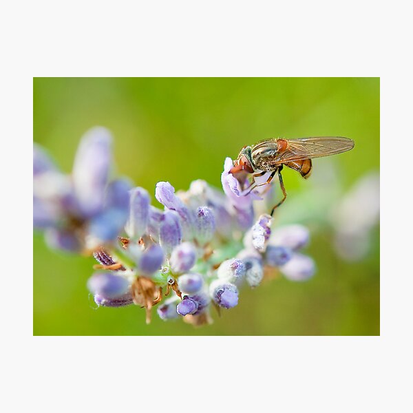 Hover fly on lavender - efef59a38f544cf79445844db6ea90e9 Photographic Print