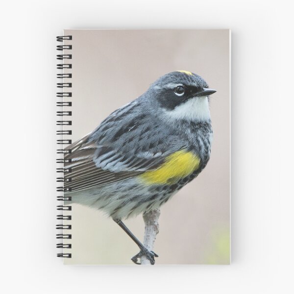 Item preview, Yellow-rumped Warbler designed and sold by WorldDesign.