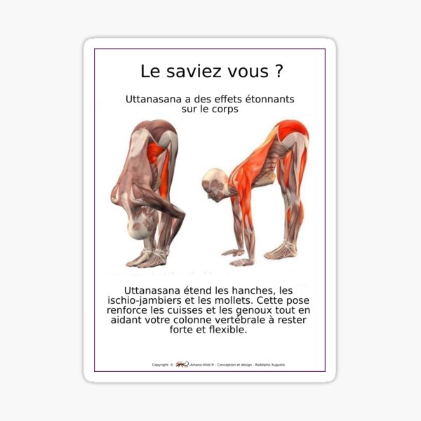 Planches Musculo-squelettique des positions de Yoga - N°7 Sticker
