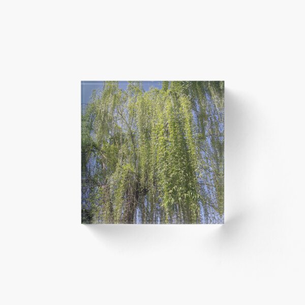 Item preview, Large Willow Tree designed and sold by tomeoftrovius.
