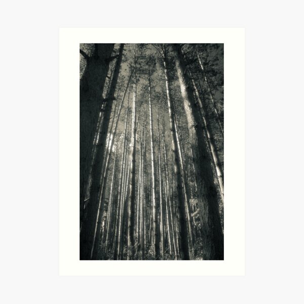 Afternoon Among The Pines Photograph Art Print