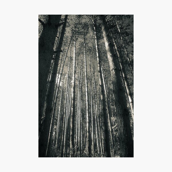 Afternoon Among The Pines Photograph Photographic Print