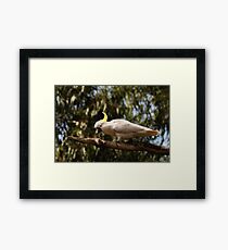 sulphur-crested cockatoo Framed Print