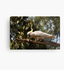 sulphur-crested cockatoo Metal Print