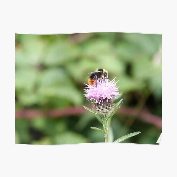 Red tailed bumblebee Poster