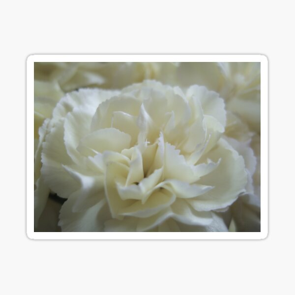 White petals Sticker