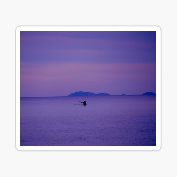 Whale Tale in Purple Dusk Sticker