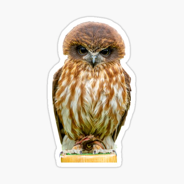 Billy the Boobook Owl Sticker
