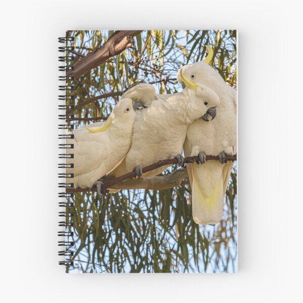 Item preview, Three Cockatoos 01 designed and sold by Werner Padarin.