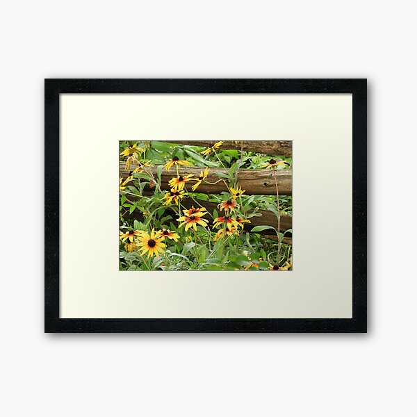 Flowers Spilling Through Farm Fence Framed Art Print
