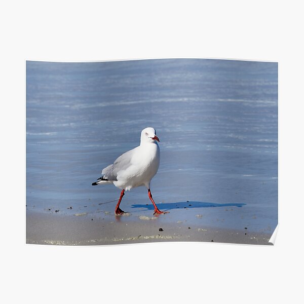 Seagull and its Shadow Poster