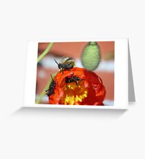 Grass Hoppers Greeting Card