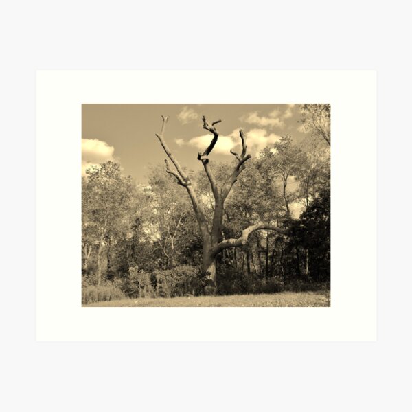 Item preview, Lonely Old Tree designed and sold by dawnsten.