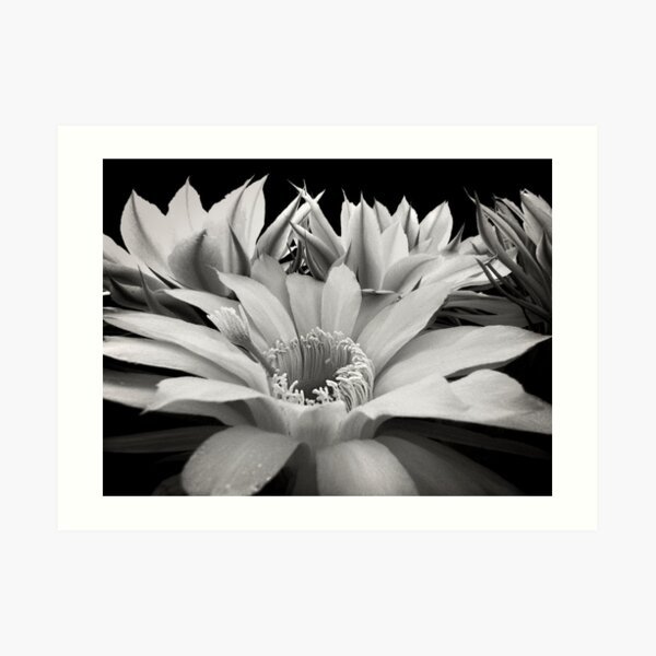 Cactus Flowers Art Print