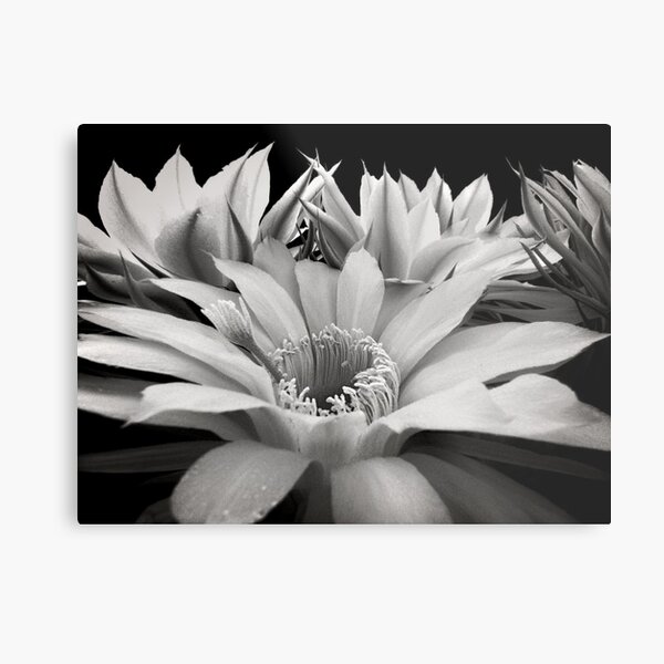 Cactus Flowers Metal Print