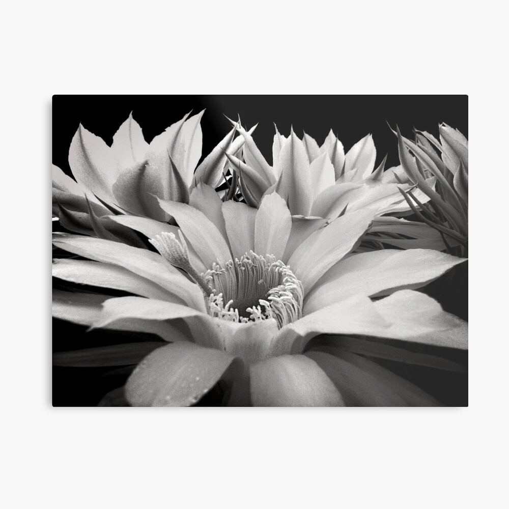 Cactus Flowers Metal Print