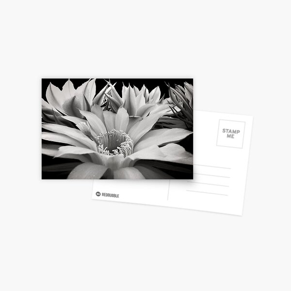 Cactus Flowers Postcard