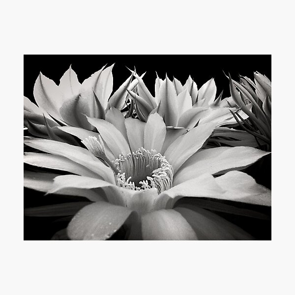 Cactus Flowers Photographic Print