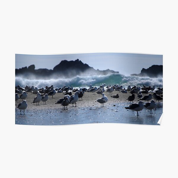 The Wild Coast Poster