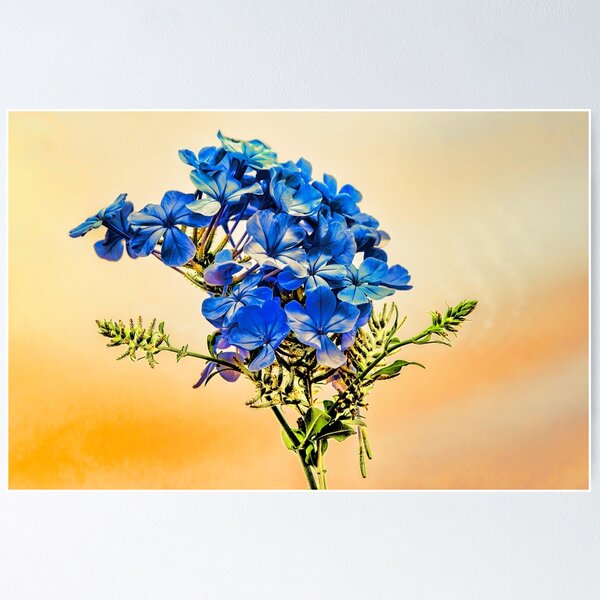 Item preview, Summer blue flowers designed and sold by Benjamin Gelman.