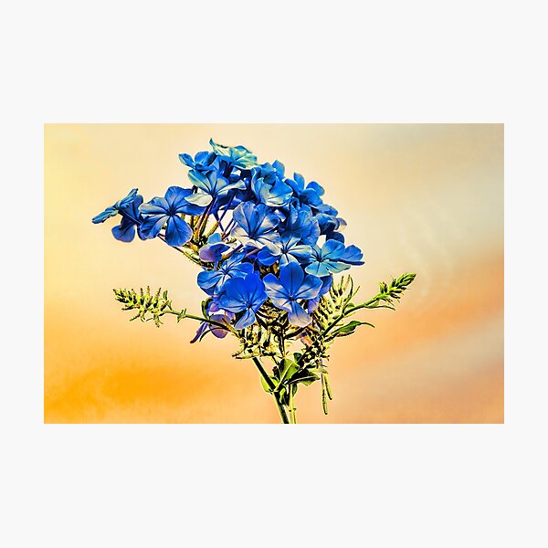 Item preview, Summer blue flowers designed and sold by Benjamin Gelman.