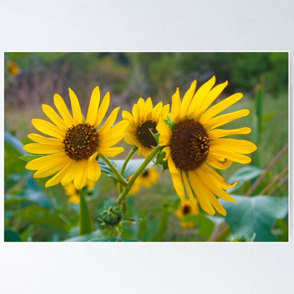 Item preview, Sunflowers in Idaho 1 designed and sold by Forrest  Ray.