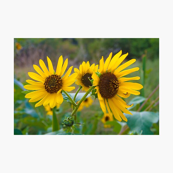 Item preview, Sunflowers in Idaho 1 designed and sold by Forrest  Ray.