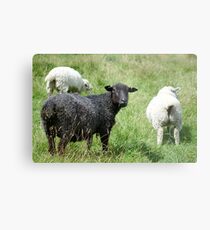 Ba Ba Black sheep Metal Print