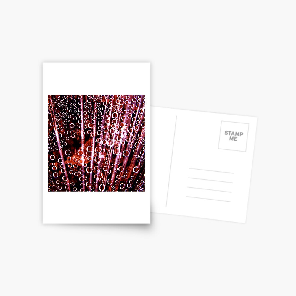 Bubbles Postcard