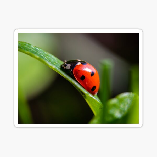 Ladybug on a leaf Sticker