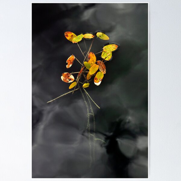 Item preview, La fleurs designed and sold by sandraalberts.