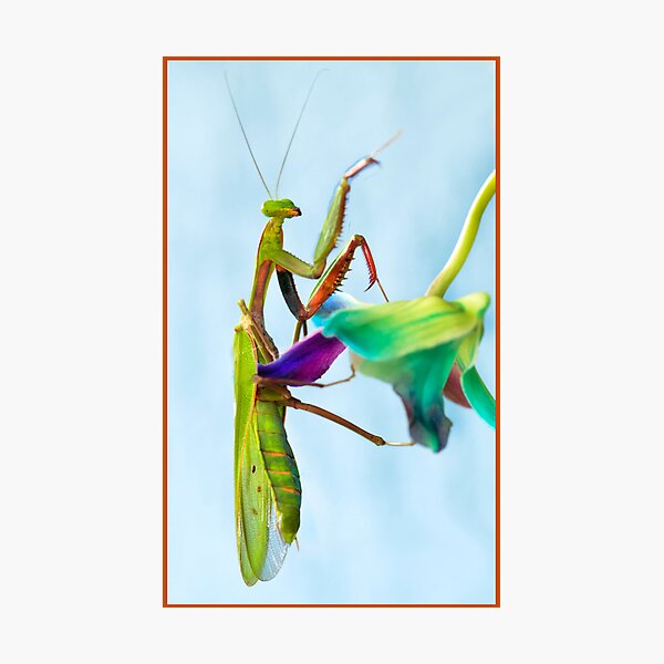 Item preview, Mantis climbing Orchids designed and sold by Susan Kelly.