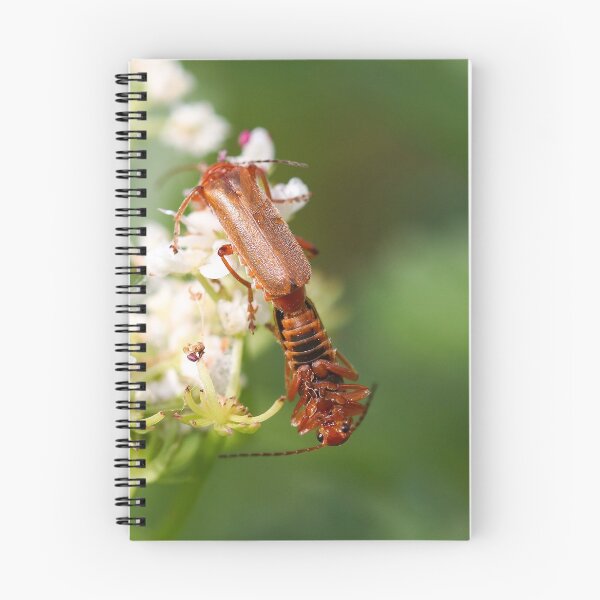 Item preview, Mating soldier beetles designed and sold by GreyFeatherPhot.