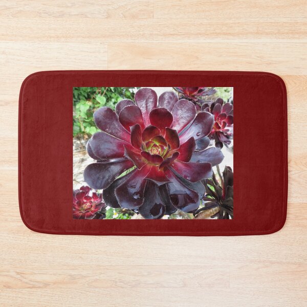 Item preview, Black Beauty - Aeonium Schwarzkopf Blossoms with Raindrops   designed and sold by MidnightMelody.