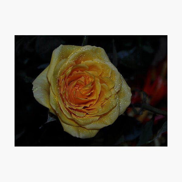 Item preview, " Advice from a Misty Rose " designed and sold by CanyonWind.