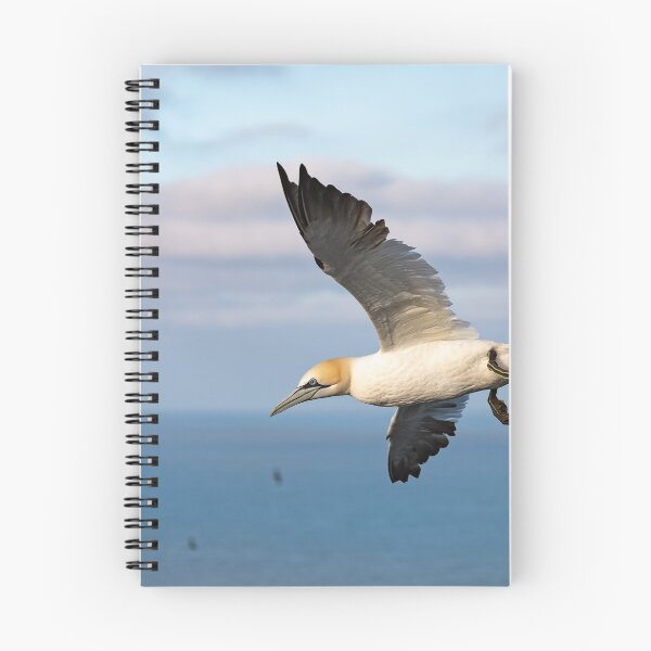 Item preview, Northern Gannet designed and sold by Steve Liptrot Photography.