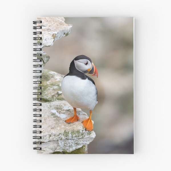 Item preview, Atlantic Puffin designed and sold by Steve Liptrot Photography.