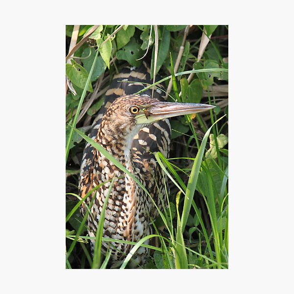 Artikelvorschau, Amazon Heron entworfen und verkauft von mgeritz.