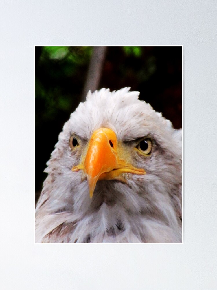 Thumbnail 1 of 3, Poster, His Majesty designed and sold by shutterbug2010.