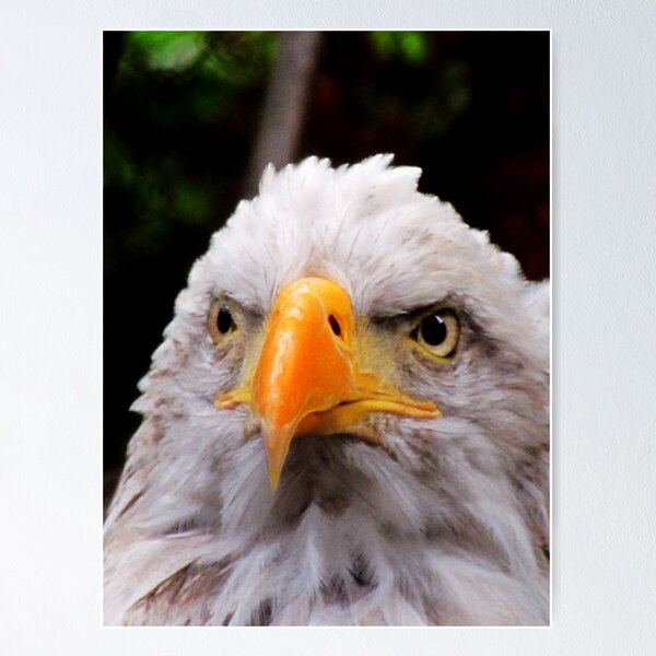 Item preview, His Majesty designed and sold by shutterbug2010.