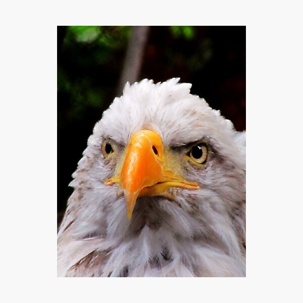 Item preview, His Majesty designed and sold by shutterbug2010.