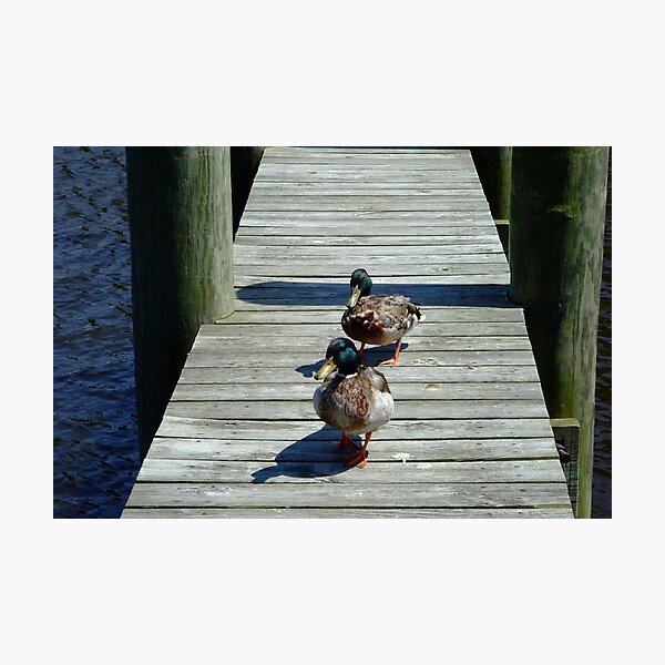 Item preview, Duck Friends:) designed and sold by Christina Ritchie.